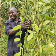 Laden Sie das Bild in den Galerie-Viewer, Offre Découverte : Gousses de Vanille de Madagascar + Ouganda (1 Acheté = 1 Offert) - Vanissa